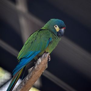Illiger's Macaw