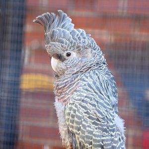 Gang-gang Cockatoo