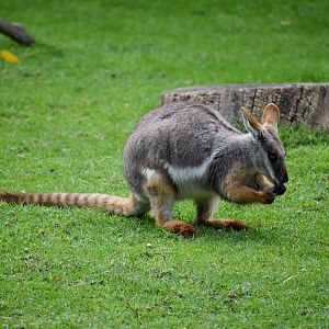 Yellow-footed Rock Wallaby