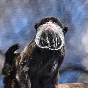 Emperor Tamarin
