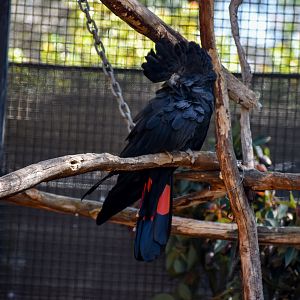 Red-tailed Black Cockatoo