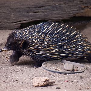 Short-beaked Echidna