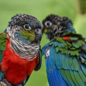 Crimson-bellied Conures