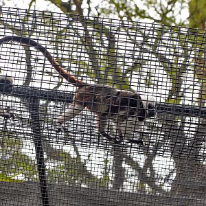 Cottontop Tamarin with infant in runway