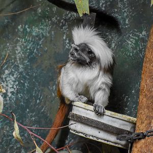 Cottontop Tamarin