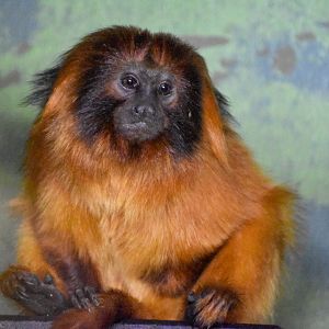 Golden Lion Tamarin