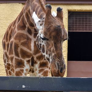 Girafe