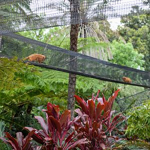 Golden Lion Tamarin runway