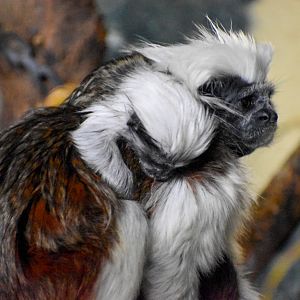 Cottontop Tamarin infant