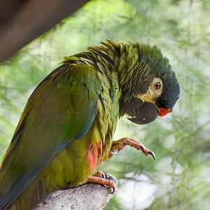 Illiger's Macaw