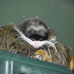 Emperor Tamarin