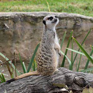 Meerkat