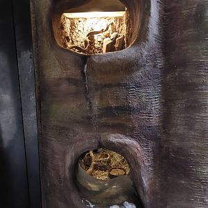 Africa's largest insect & smallest mammal comparison