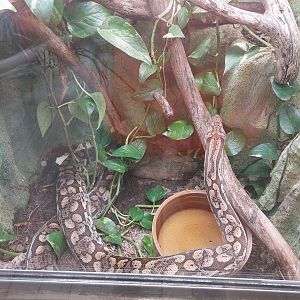 Europeans do tiny terraria too