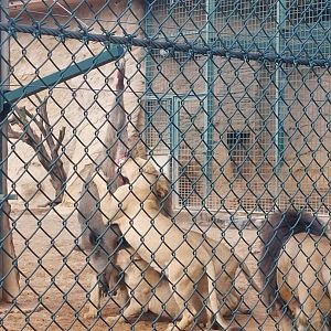 Lions eat a whole wild boar