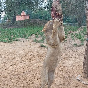 Wild boar is nearly finished 2 hours later