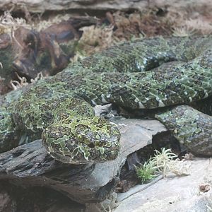 Mangshan pit viper