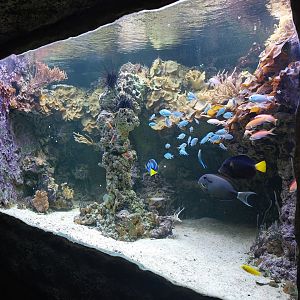 Coral reef aquarium in tunnel
