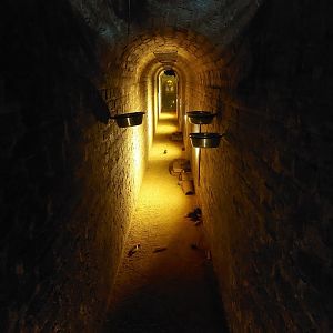 Rat & Egyptian fruit bat exhibit