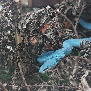 Wetar Island pit viper