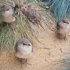 Collared pratincoles & fieldlark