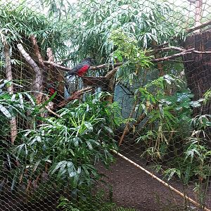 Rakos house - New Guinea aviary