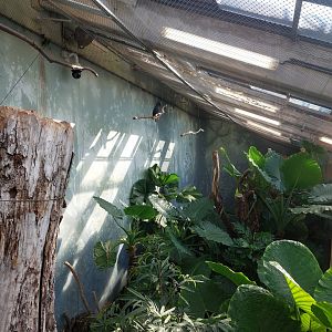 Rakos house - New Guinea walkthrough