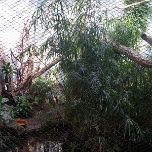 Rakos house - Pantanal aviary