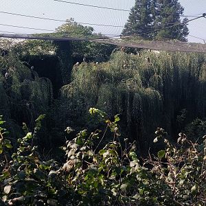 Heronry in Asian marsh aviary