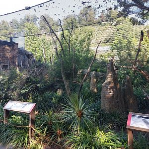 Darwin's crater - Bush aviary
