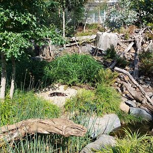 Darwin's crater - Tasmanian devil enclosure