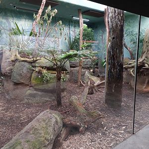 Darwin's crater - Tasmanian devil indoors