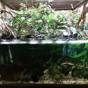 Tiger keelback & puff-faced water snake terraria