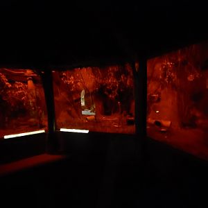 Africa up close - Moholi bushbaby & votsotsa enclosure