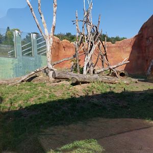 Debrazza guenon & red river hog outdoors