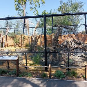 Gobi - First manul enclosure