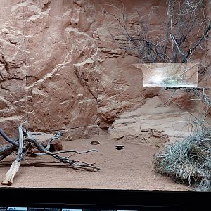 Gobi - Long-eared hedgehog enclosure