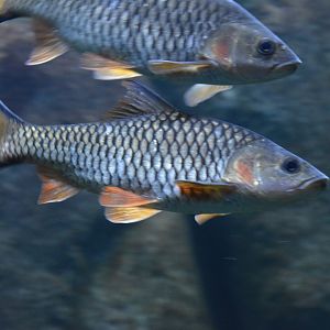 Hampala macrolepidota