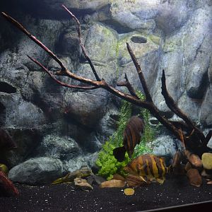 Mekong River - Aquarium for different species