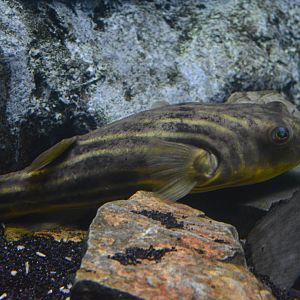 Tetraodon lineatus