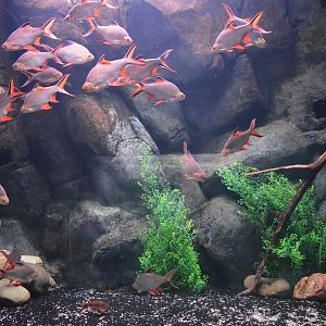 Mekong River - Aquarium for barbs