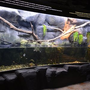 Mekong River - Aquarium for mangrove species