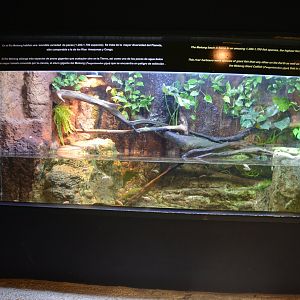 Mekong River - Aquarium for dracaenas and blind tetras