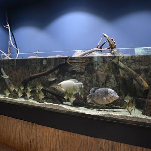 Mekong River - Mangrove aquarium