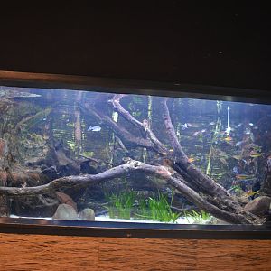 Mekong River - Kerala Meruvambayi River