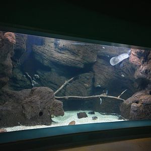 Mekong River - Aquarium for Nile shoftshell tortoise