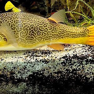 Mbu Puffer (Tetraodon mbu)