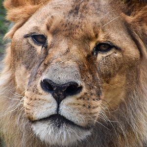 African Lion - male Mujambi