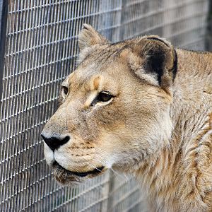 African Lion - female Amani