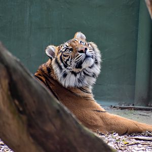 Sumatran Tiger watching wild New Holland Honeyeaters